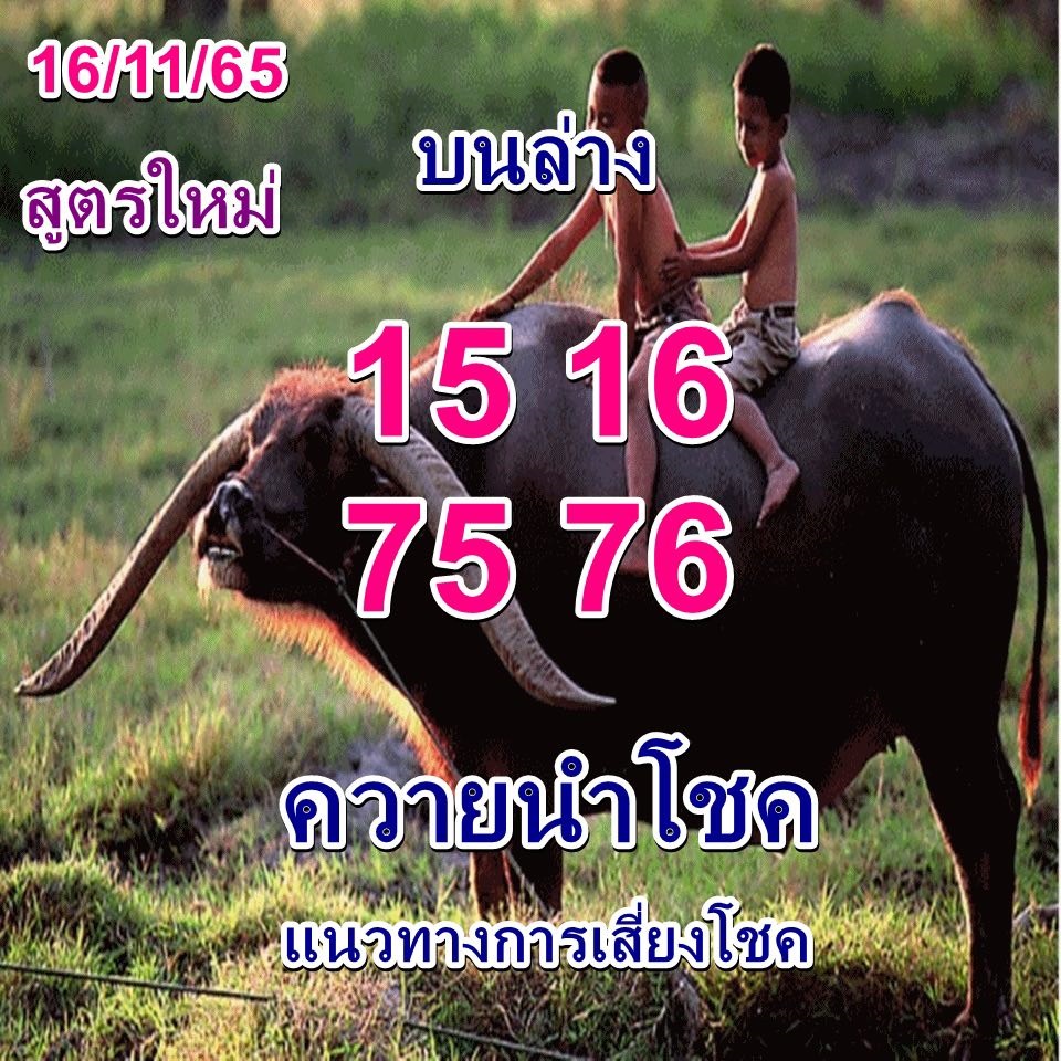 หวยควายนำโชค 16/11/65